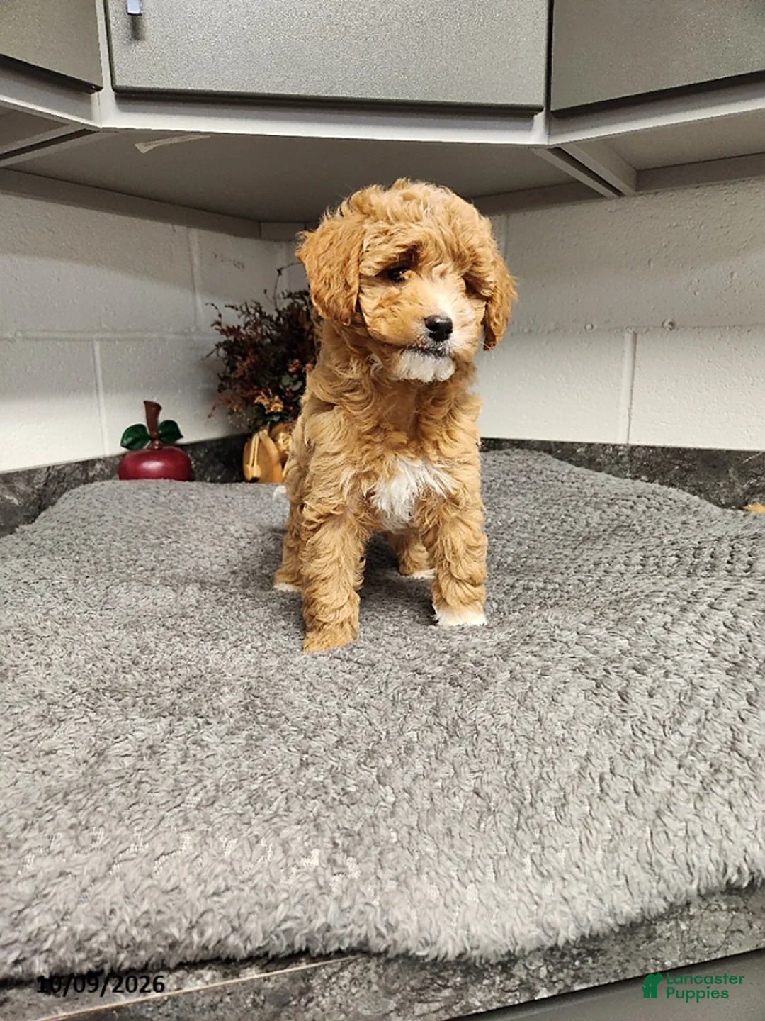 Mini Goldendoodle dogs for sale: Bonnie - Ad 2