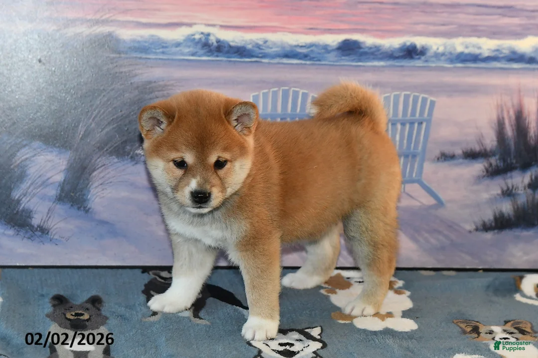 Shiba Inu dogs for sale: Ashley - Ad 4