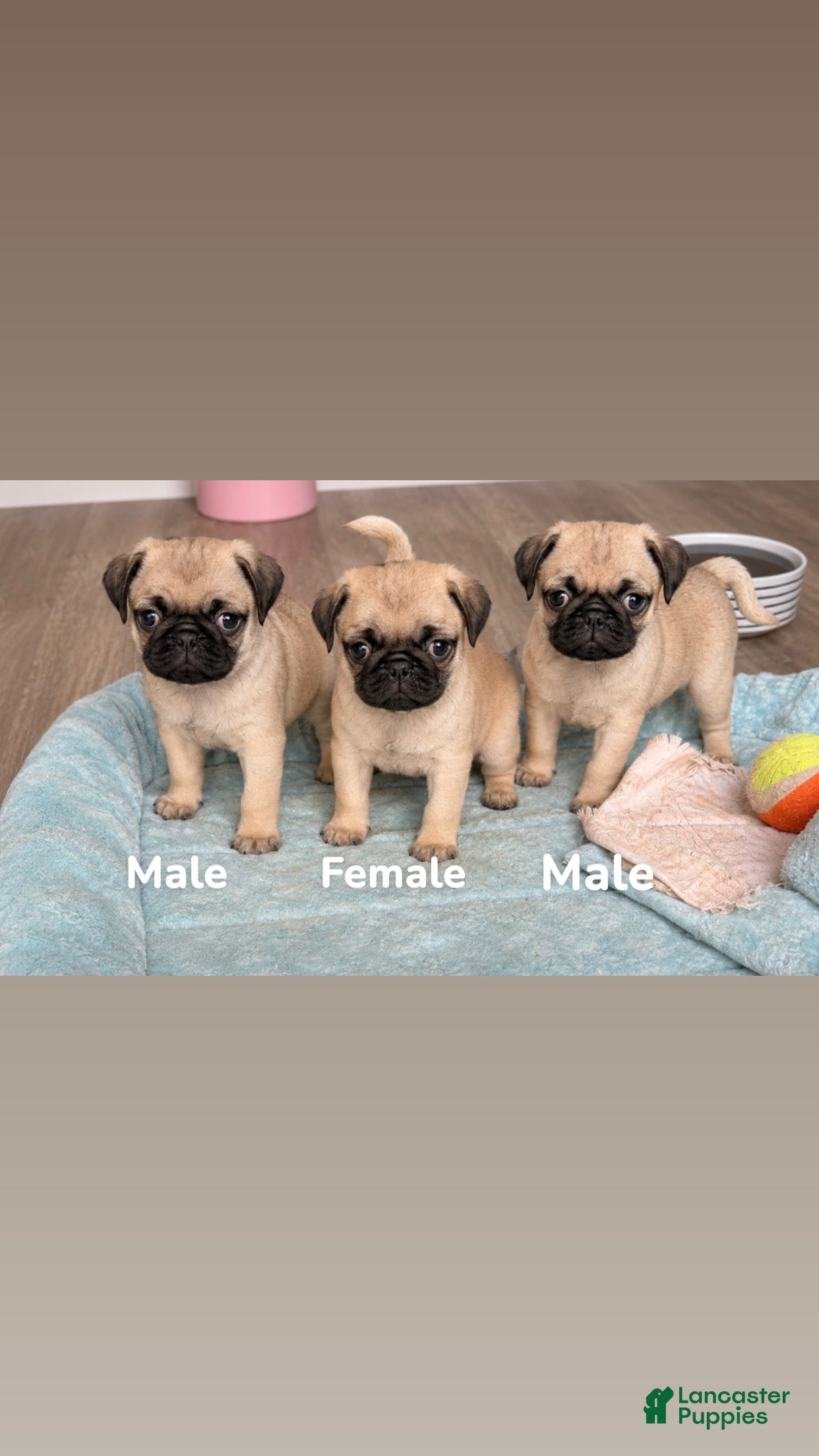 Pug dogs Petey - Ad 2