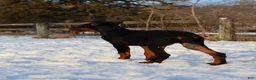 Doberman Pinscher dogs for sale: Chili - Ad 2