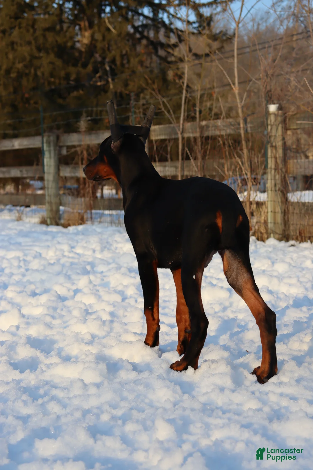 Doberman Pinscher dogs for sale: Chili - Ad 2