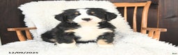 Bernedoodle dogs for sale: Joseph - Ad 1