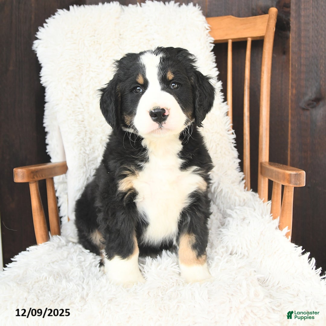 Bernedoodle dogs for sale: Joseph - Ad 1
