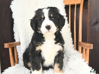 Bernedoodle dogs Joseph - Ad 13