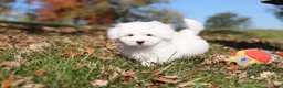 Maltese dogs for sale: Colby - Ad 12