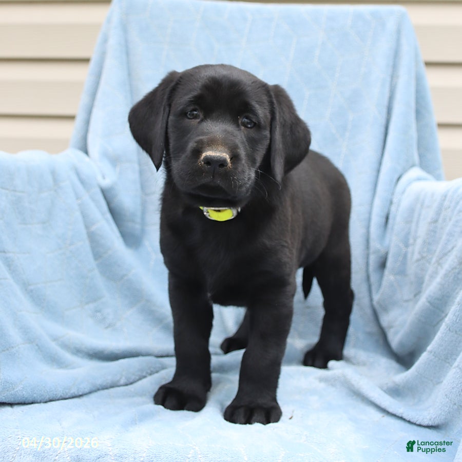 Labrador Retriever dogs for sale: Patsy - Ad 3