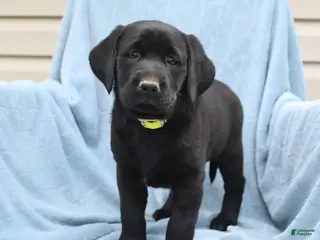 Labrador Retriever dogs for sale: Patsy - Ad 3