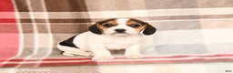 Beagle dogs for sale: Lucy - Ad 2