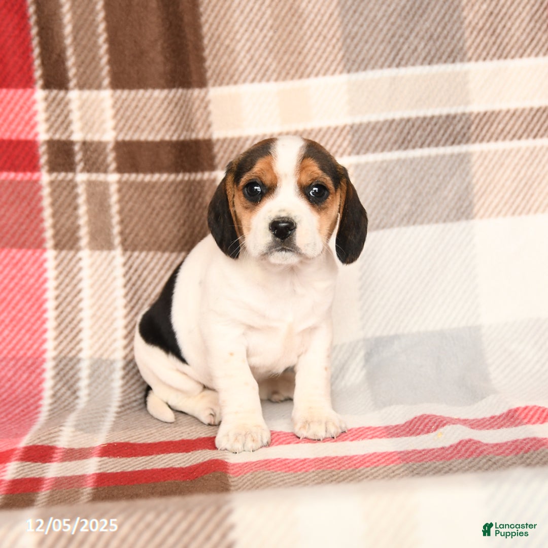 Beagle dogs for sale: Lucy - Ad 2