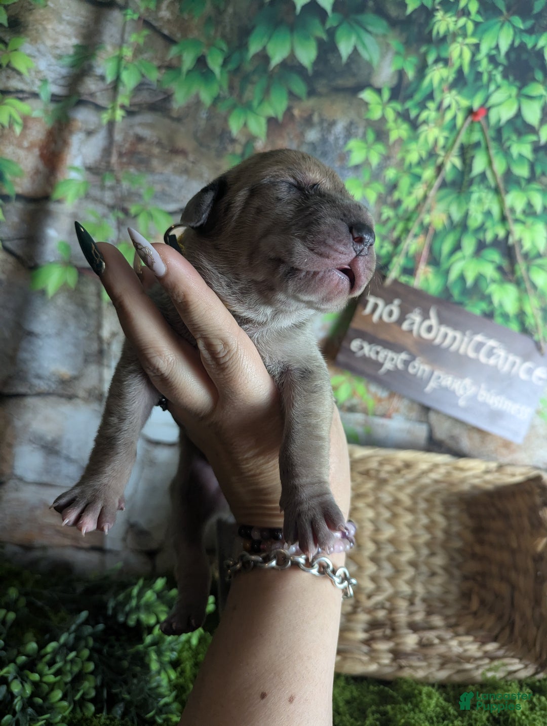 Great Dane dogs for sale: Èowyn Blue Brindle Merle Female Great Dane Puppy  - Ad 4