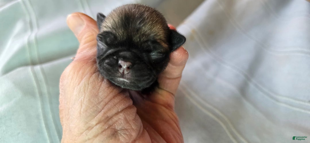 Pug dogs for sale: Harmony - Ad 3