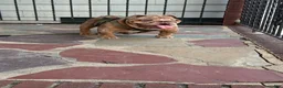 English Bulldog dogs for stud: Tyson  - Ad 4