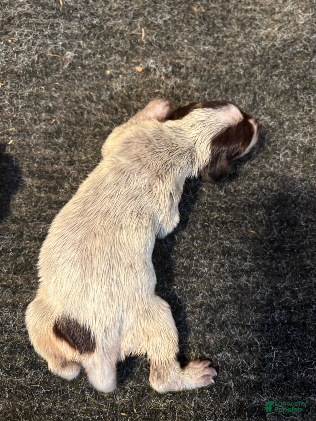 German Shorthaired Pointer dogs German Shorthaired Pointer Female 2 - Ad 26