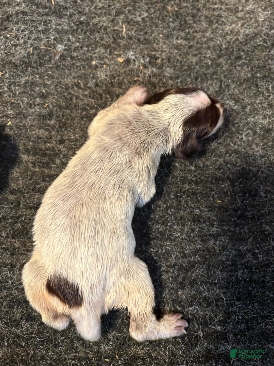 German Shorthaired Pointer dogs for sale: German Shorthaired Pointer Female 2 - Ad 1