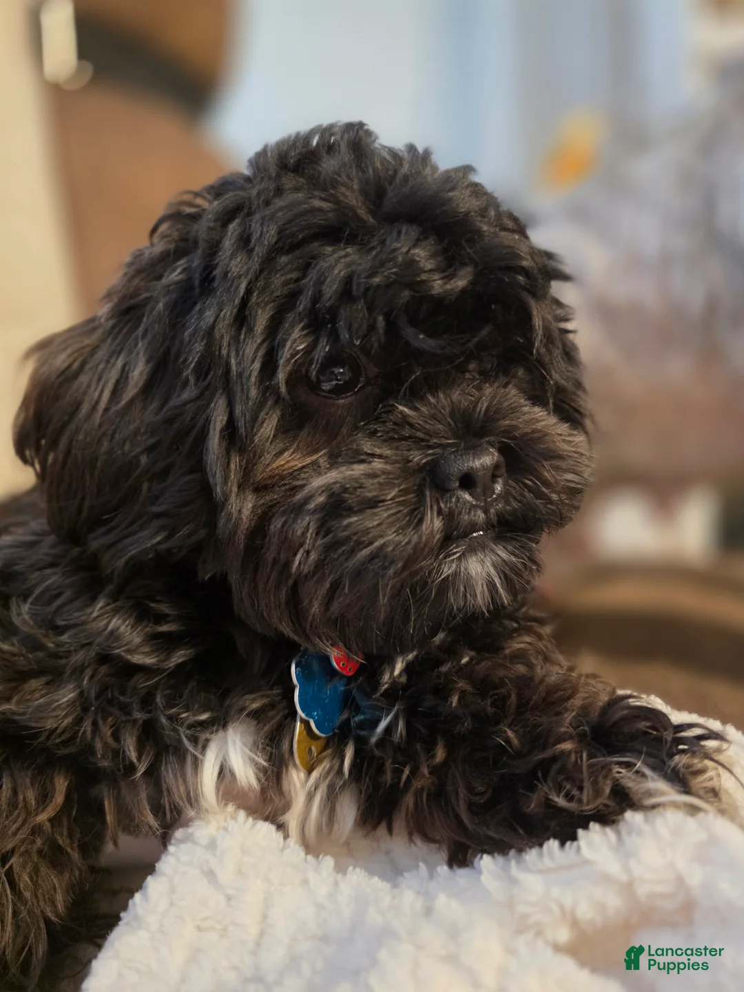 Shihpoo dogs for sale: Shihpoo Puppy 1 - Ad 5