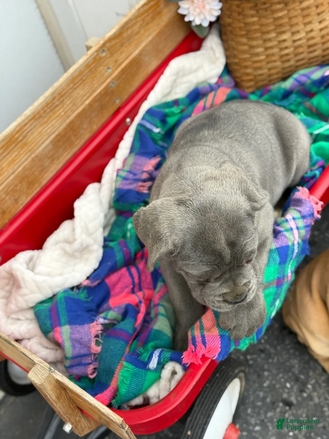 Cane Corso dogs for sale: Abby - Ad 8