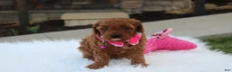 Cavapoo dogs for sale: Destiny  - Ad 4
