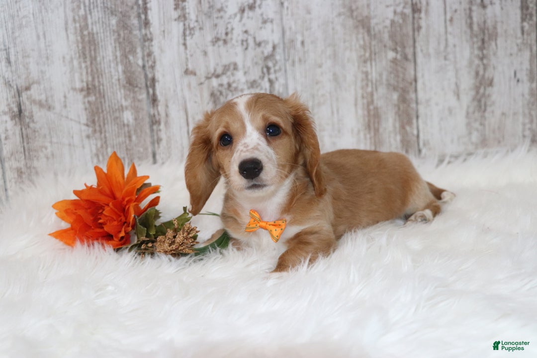 Dachshund dogs for sale: Gregory  - Ad 3
