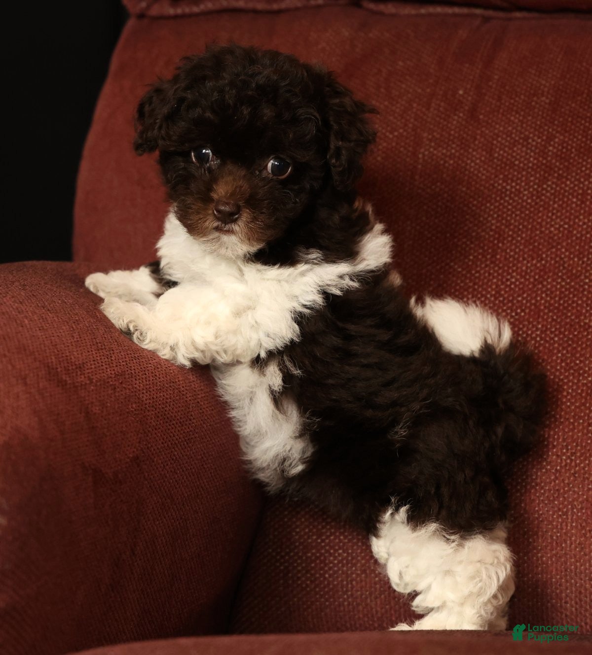 Havapoo dogs Buttercup - Ad 2