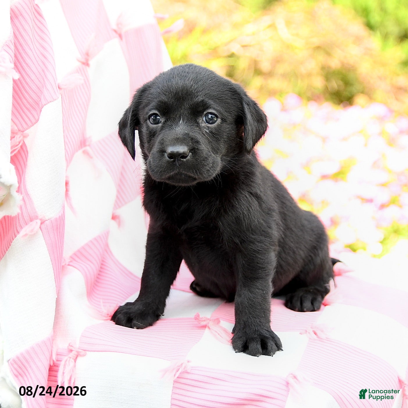 Labrador Retriever dogs Gianna - Ad 2