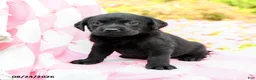 Labrador Retriever dogs for sale: Gianna - Ad 2