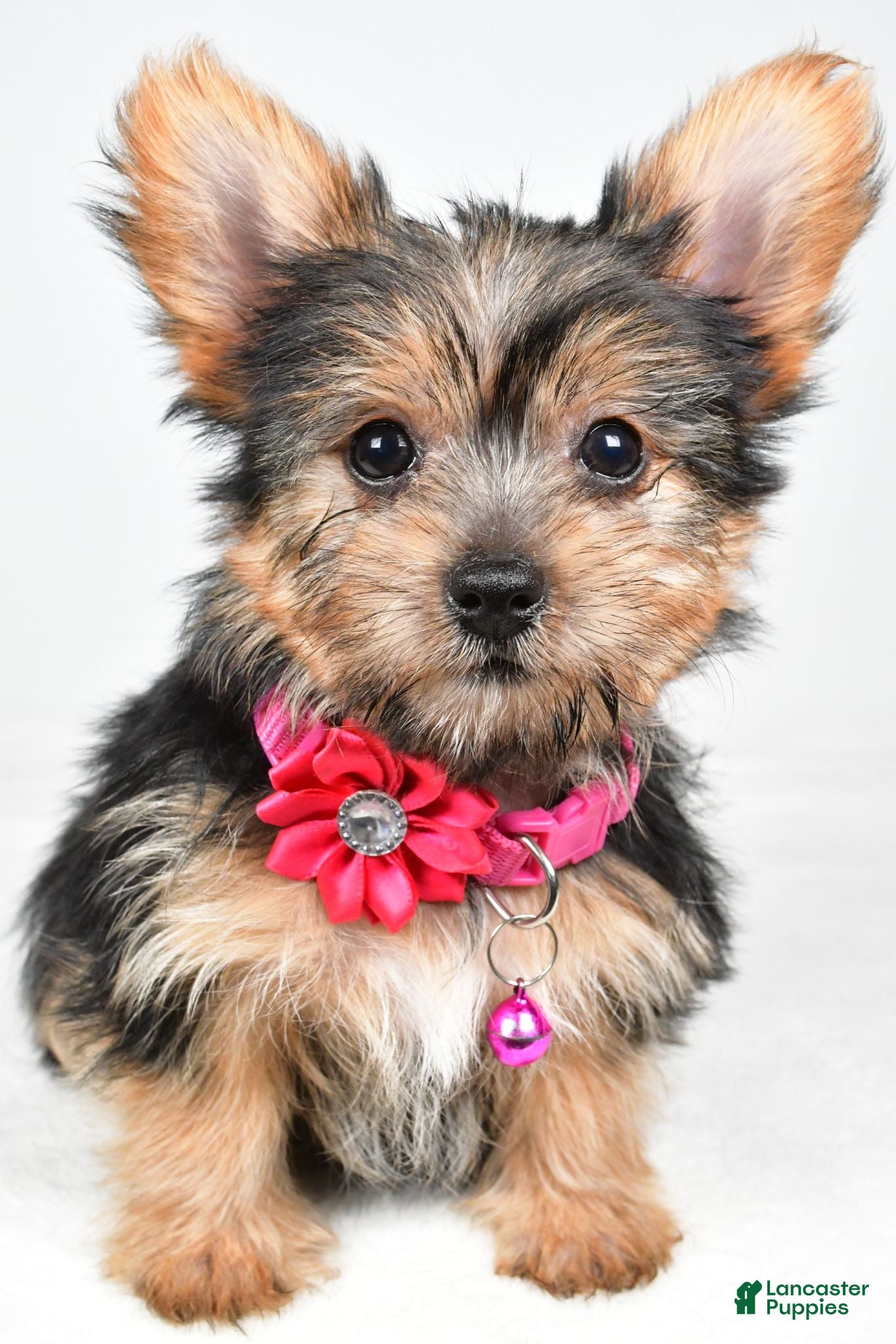 Yorkshire Terrier dogs Peggy - Ad 2