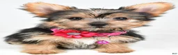 Yorkshire Terrier dogs for sale: Peggy - Ad 2
