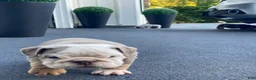 English Bulldog dogs for sale: Snow Heart - Ad 8