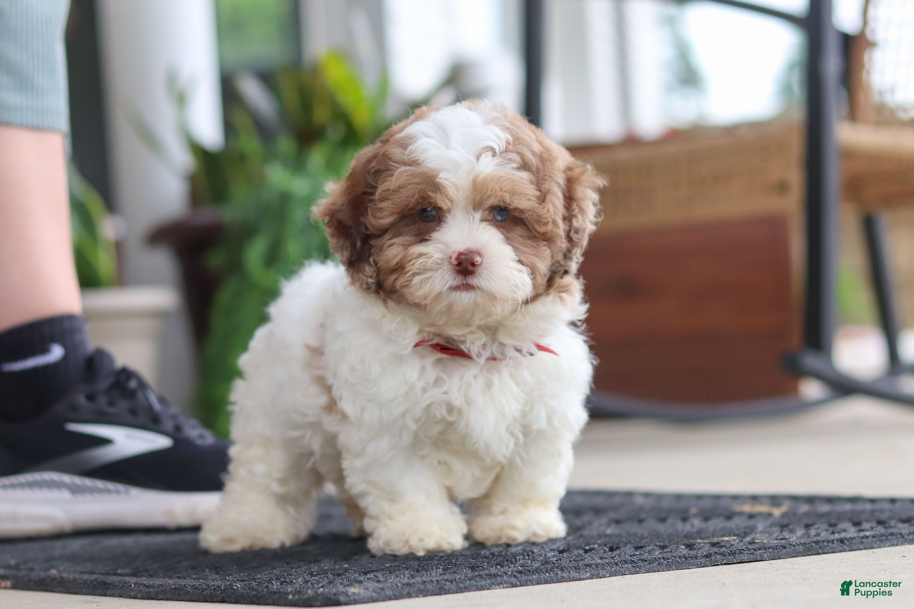 Shihpoo dogs Thomas - Ad 1