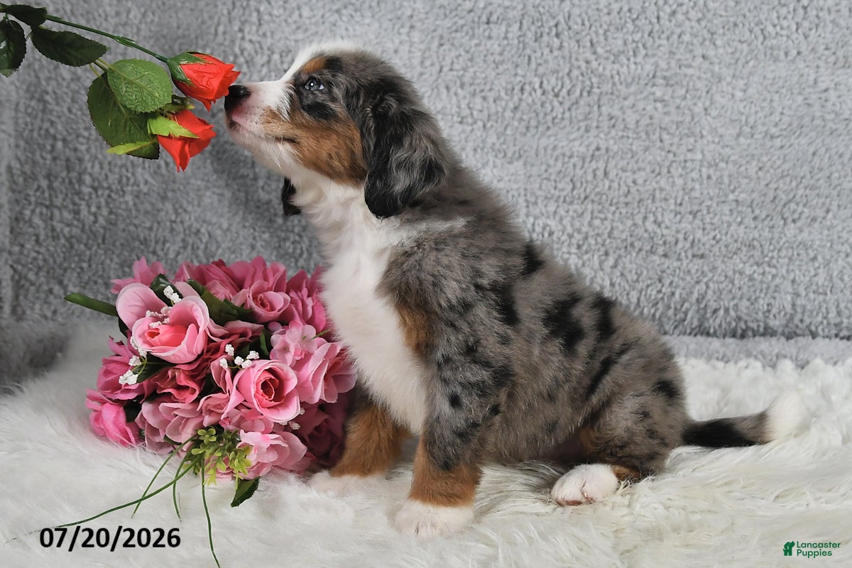 Mini Bernedoodle dogs Kenji - Ad 2