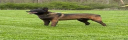 Belgian Malinois dogs for sale: Boulder - Ad 11