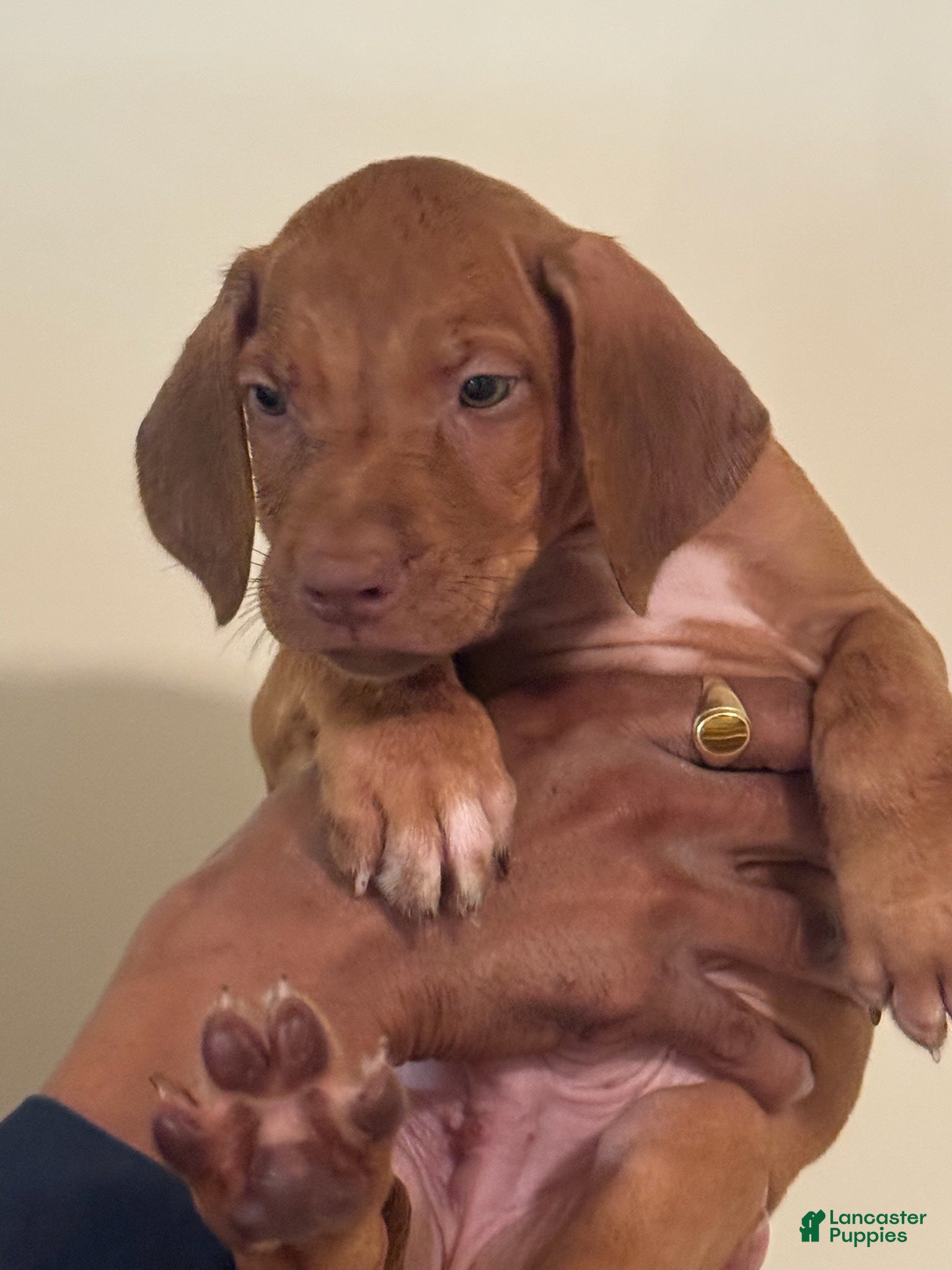 Rhodesian Ridgeback dogs Rhodesian Ridgeback Boy  - Ad 4