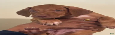 Rhodesian Ridgeback Boy 