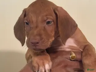 Rhodesian Ridgeback dogs Rhodesian Ridgeback Boy - Ad 4