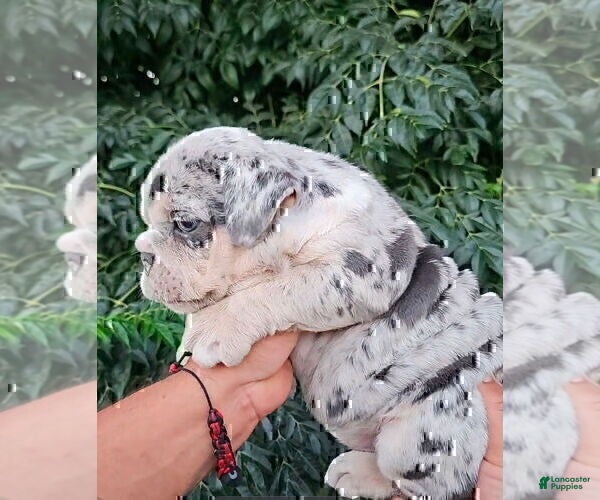 English Bulldog dogs PEBBLES - LILAC TRI MERLE IN LA CA - WITH USA DELIVERY - Ad 18