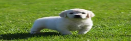 Golden Retriever dogs for sale: Leslie - Ad 4