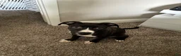American Staffordshire Terrier dogs for sale: American Staffordshire Terrier Puppy 1 - Ad 3
