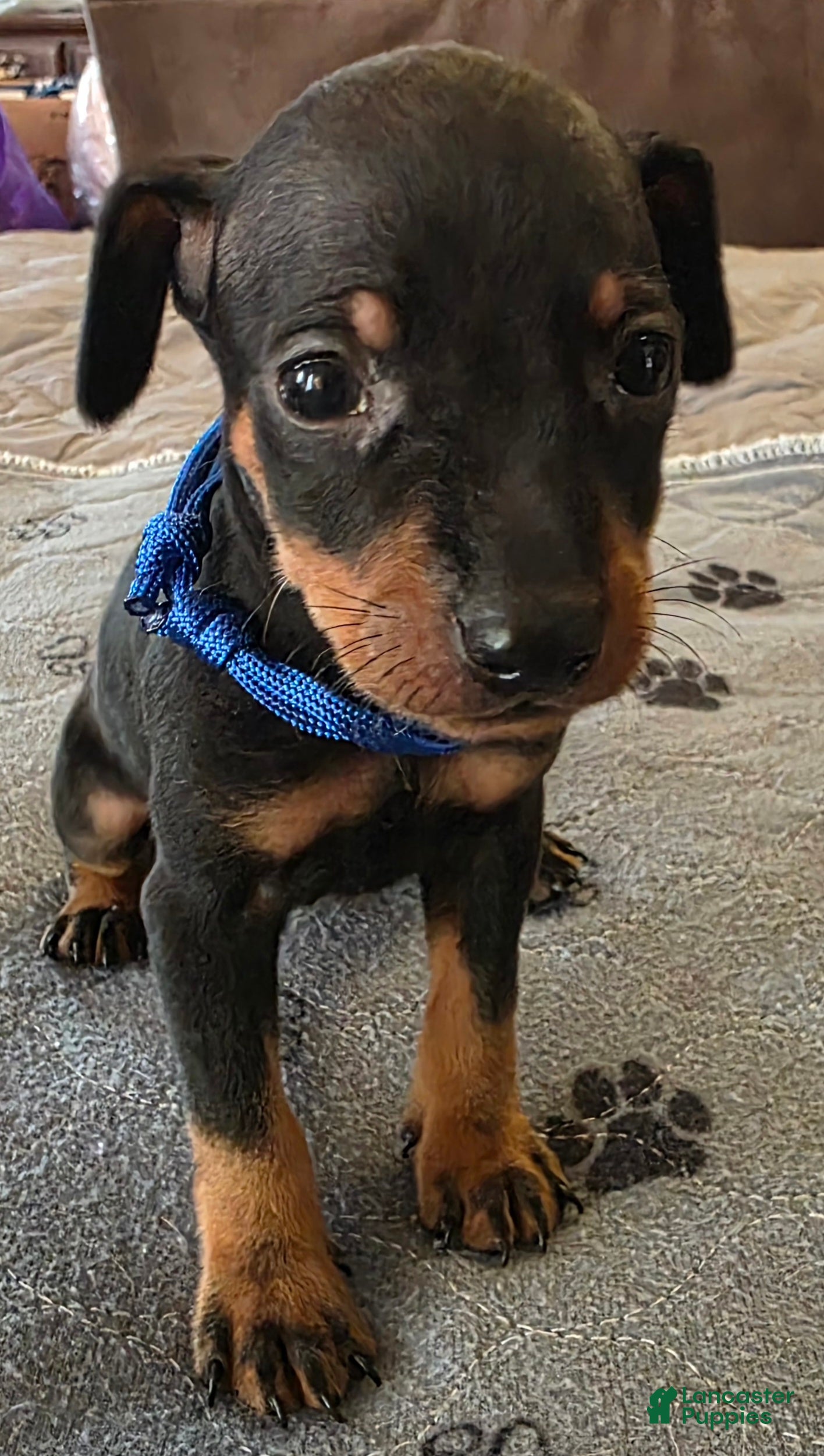 Miniature Pinscher dogs G-blue - Ad 1