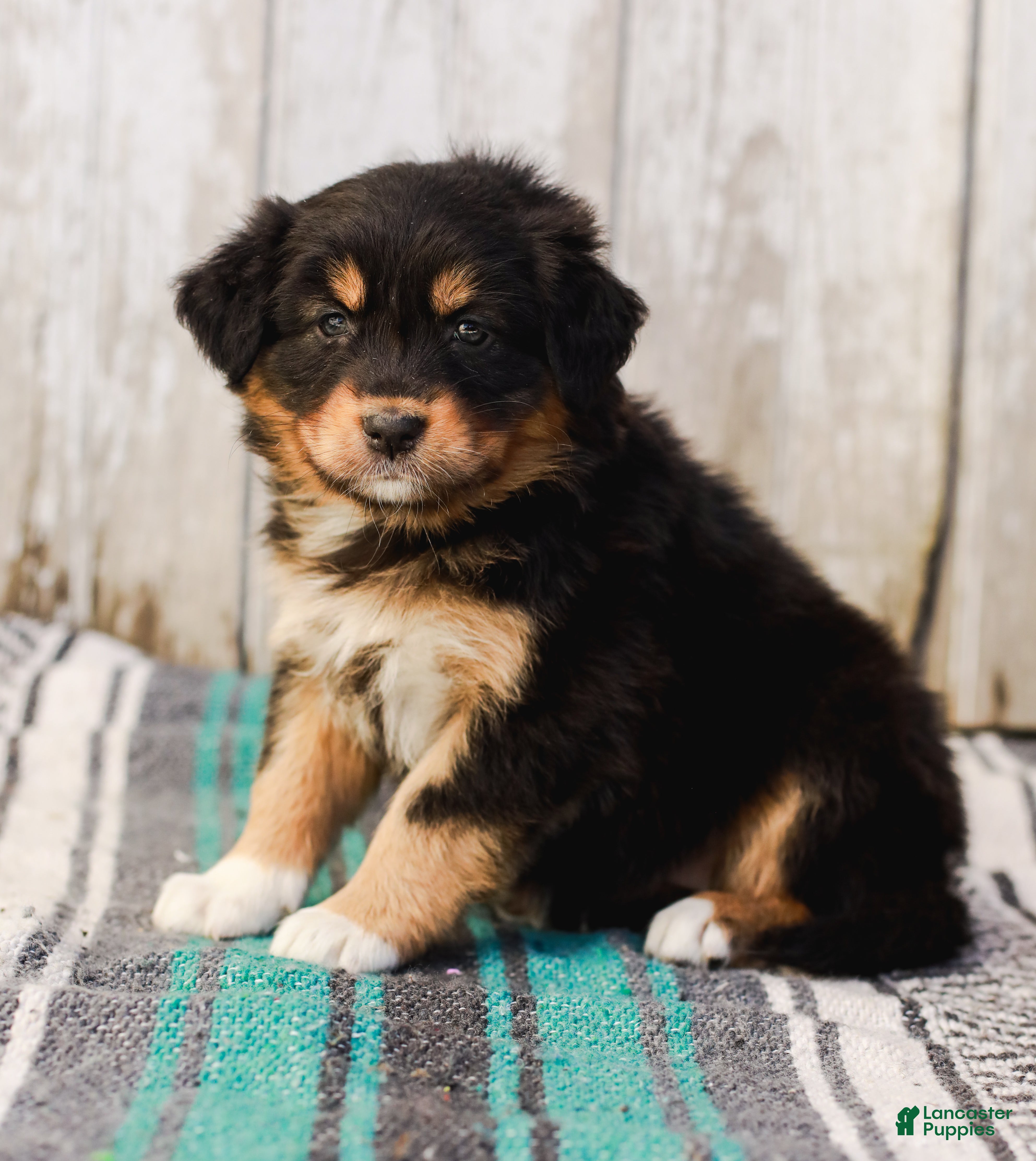 Australian Shepherd dogs Casey - Ad 1