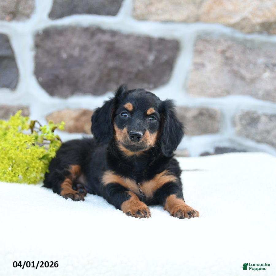 Miniature Dachshund dogs Bumblebee - Ad 1