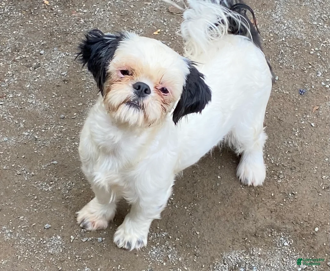 Shih Tzu dogs for sale: Shih Tzu 4 - Ad 2