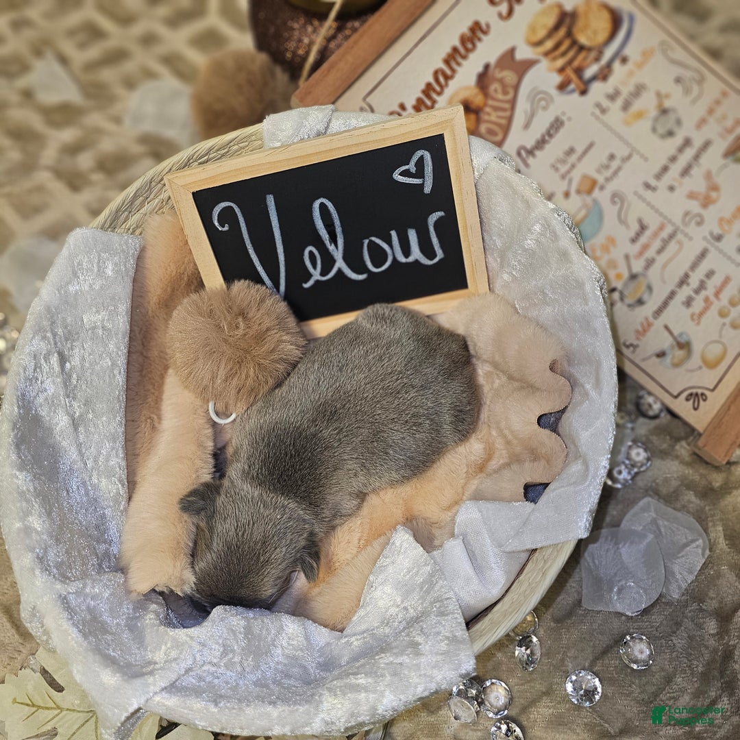 French Bulldog dogs for sale: Velour AKC Fluffy Carrier  - Ad 20