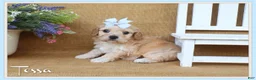 Cavachon dogs for sale: Tessa - Ad 1