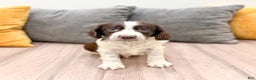 English Springer Spaniel dogs for sale: Enzo - Ad 2