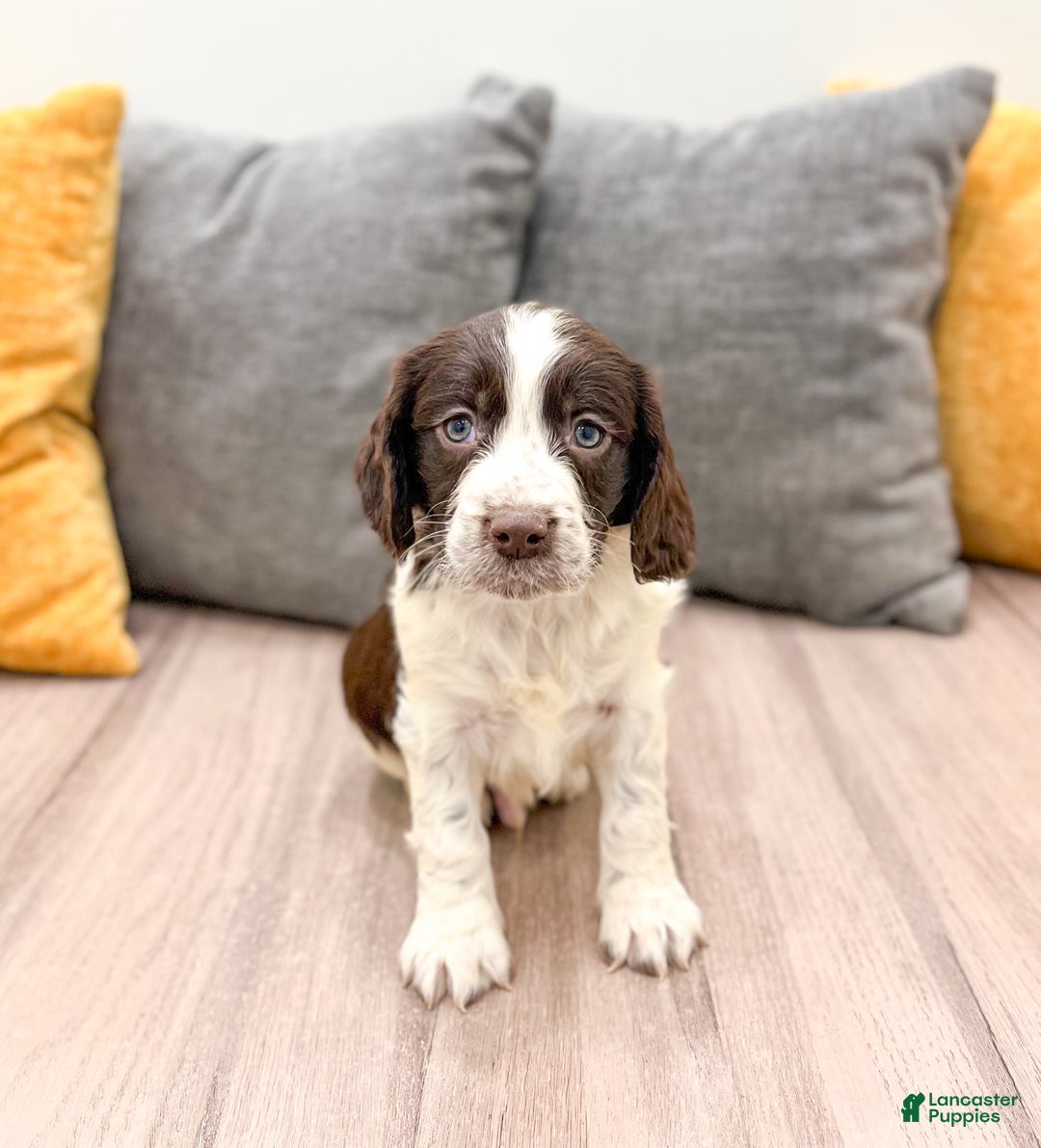 English Springer Spaniel dogs for sale: Enzo - Ad 2