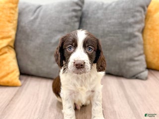 English Springer Spaniel dogs Enzo - Ad 12