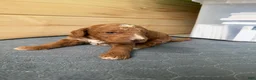 Bernedoodle dogs for sale: Cooper - Ad 5