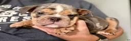 English Bulldog dogs for sale: Versace - Ad 106