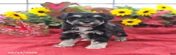 Miniature Schnauzer dogs for sale: Grady - Ad 3