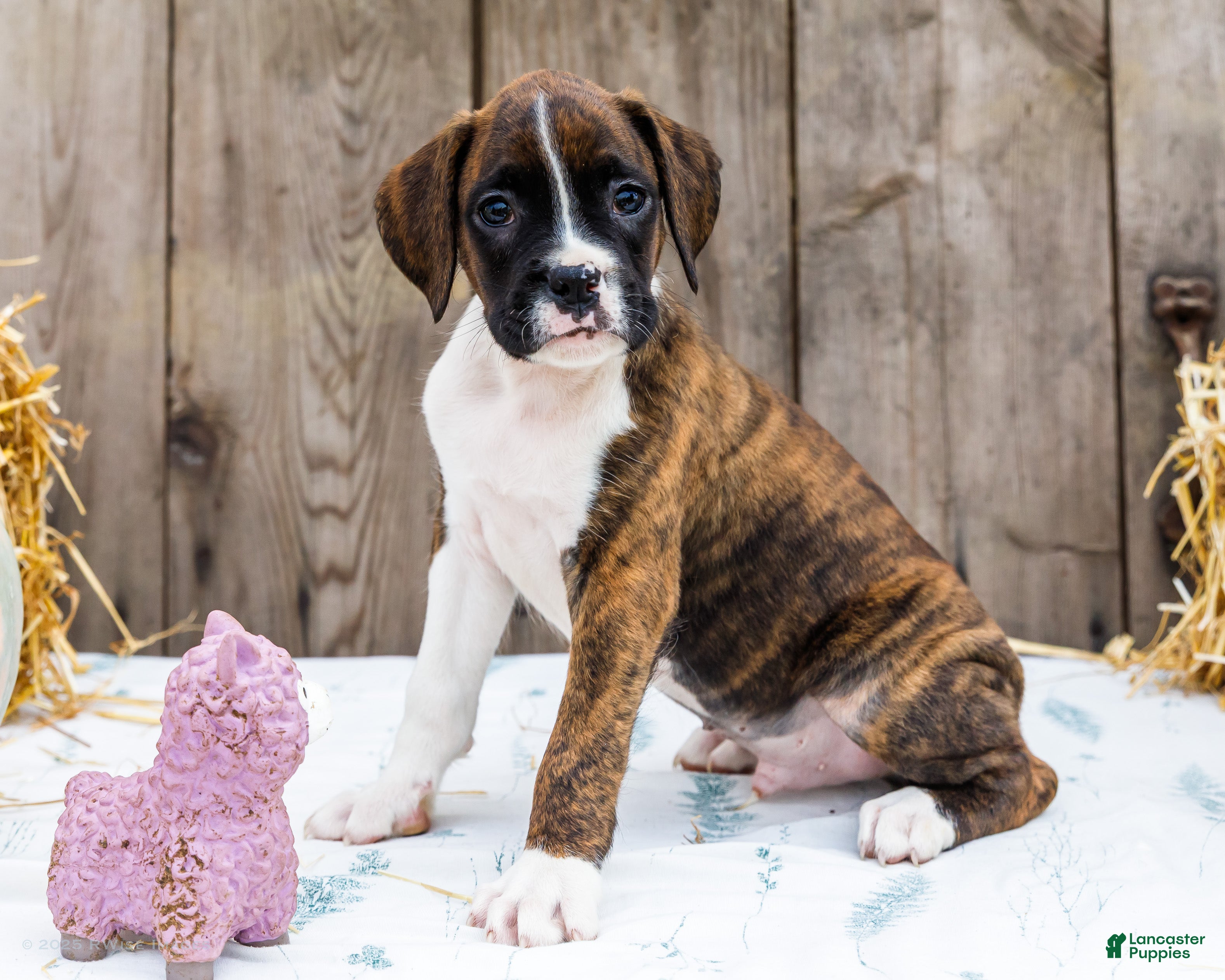 Brindle Boxer Mountain Cur Boxer Mix Puppies Boxer Puppies For